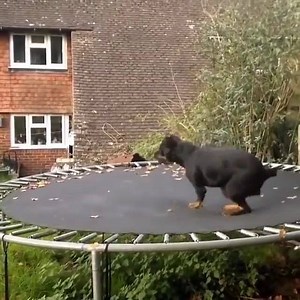 6.1K views · 254 reactions | Someone is super excited about her trampoline lol  | Funny Video & Picture | Facebook