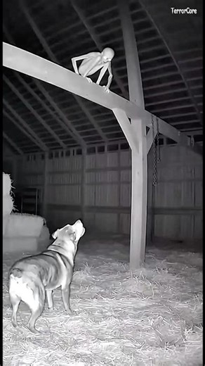 Brave dog defends farm from terrifying creature #cctv #scary #dog #terrifying #usa #viral #fyp