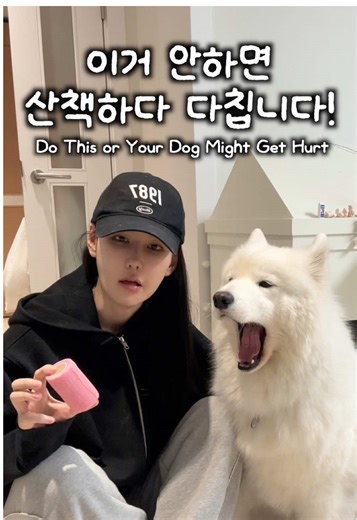 사모예드에게 염화칼슘 효과적으로 관리하는 법