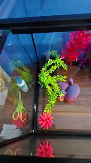 🦎 BIG AXOLOTL UPDATE! 🐾Tank setup is DONE ✅… water goes in TOMORROW💧, But first…