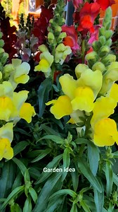 Antirrhinum majus | Garden Idea