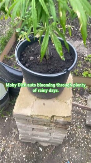 The first green queen which i’m sharing here for the whole world to see #farming #gardening #hobby