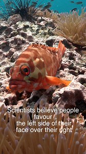 87K views · 1.4K reactions | Her better side | Ocean Reality Channel | Facebook