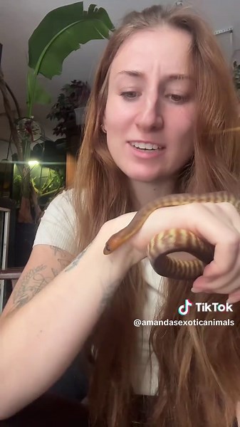 Cannibalistic snake! #womapython