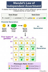 Mendel's Law of Independent AssortmentIt states that alleles ... | Filo