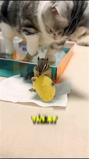 The brave squirrel outsmarts the cat and wins its prize