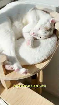 4 Signs Your Cat Is Bored (and How to Fix It FAST!) 🐱✨ | Cat Care Tips