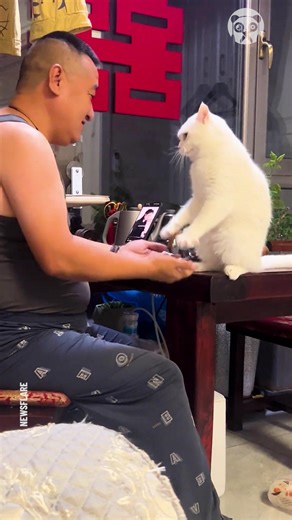 Cat claps paws with owner | Earth Wonders