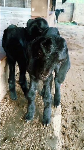Warning: Extreme Cuteness! Baby Goat Playing