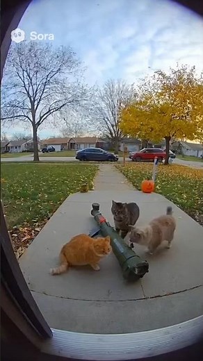 My Cats Got a ROCKET LAUNCHER?! (Doorbell cam)