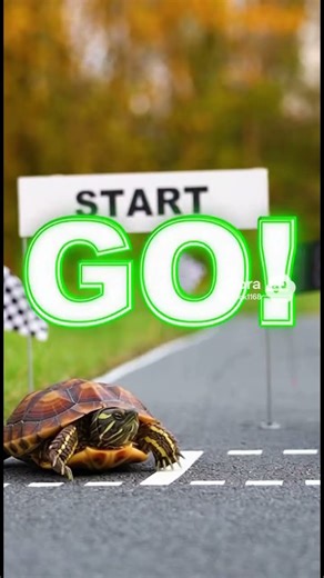 The Turtle Who Races… Slowly #funnyanimals #cute #turtle #race #animalshorts