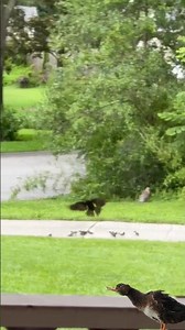 crows,hawk and duck family