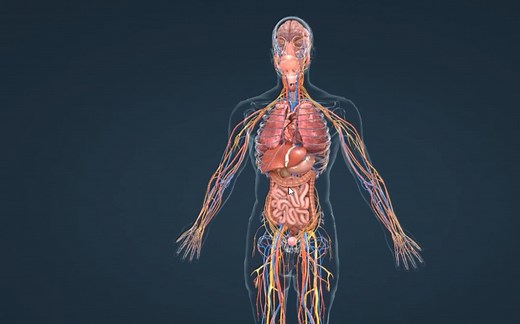 人体器官组织的基本结构