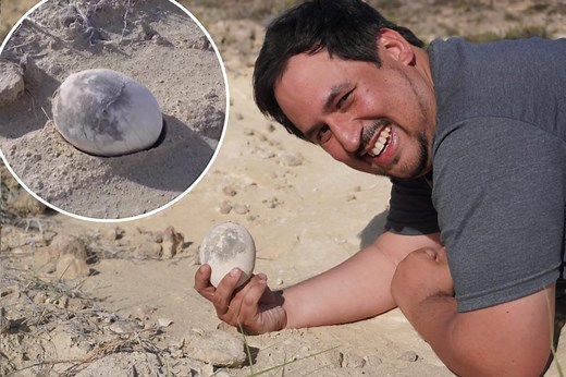 Dinosaur egg unearthed in perfect condition after 70M years— and it could hold genetic material