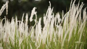 Grass, Wind, Tree. Free Stock Video