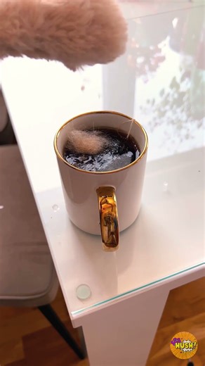 You Messed With The Wrong Cat! 😾👊 #Cat #Funny #AngryCat #Viral #Prank