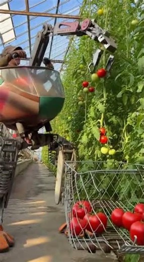Inside a greenhouse, a small, squat mech made from an old wheelbarrow frame
