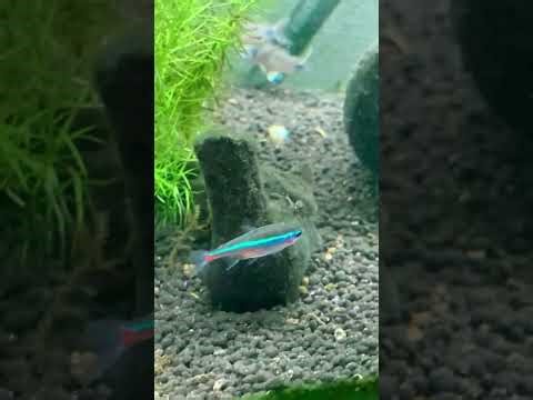 Cardinal tetra