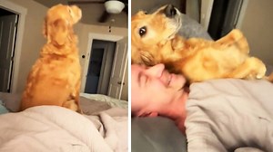 Dog's Hilarious Trust-Falls Onto Her Owner Capture TikTok's Heart