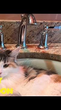 Maine Coon Purring Loudly | Calico Maine Coon Cat #cats