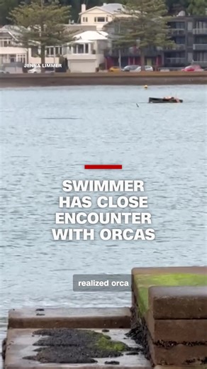 Orca Whales Encounter with Man on Pontoon Boat in New Zealand