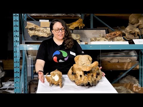 Brontothere and Creodont: Extinct Prehistoric Mammals