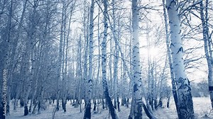 Snow-covered trees in winter forest against the sky. Snowflakes fall from the branches and spin in the air. Zoom out. Abstract winter nature background