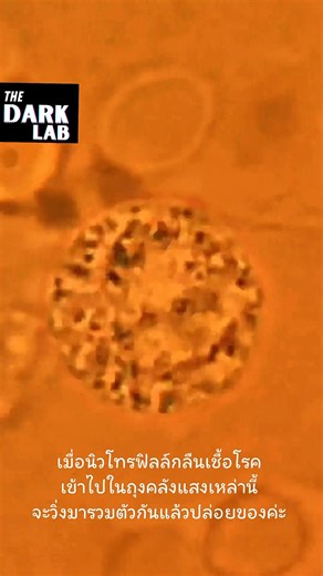 นี่คือ "นิวโทรฟิล" (Neutrophil) ทหารหน่วยจู่โจมด่านหน้าของร่างกายเรา... ที่กำลัง "มีชีวิต" ค่ะ! 😱 เห็นเม็ดเล็กๆ ที่กำลัง "เต้น" ระบำอยู่นั่นมั้ย? มันไม่ใช่ของตกแต่ง... แต่มันคือ "คลังแสงอาวุธชีวภาพ" (Granules) ที่รอวันระเบิด! 💣 ข้างในอัดแน่นด้วยเอนไซม์ และที่พีคสุดคือ "โรงงานผลิตสารฟอกขาว" (ไฮเตอร์) ขนาดจิ๋ว!! 🤯 เมื่อมัน "กลืน" เชื้อโรค... มันจะปลดปล่อยทุกอย่างออกมา "ละลาย" ผู้บุกรุกจากภายใน! นี่คือสิ่งที่เกิดขึ้น 24 ชม. เพื่อให้คุณรอดชีวิตค่ะ! #TheDarkLab #นิวโทรฟิล #Neutrophil #เม็ดเลือดขาว