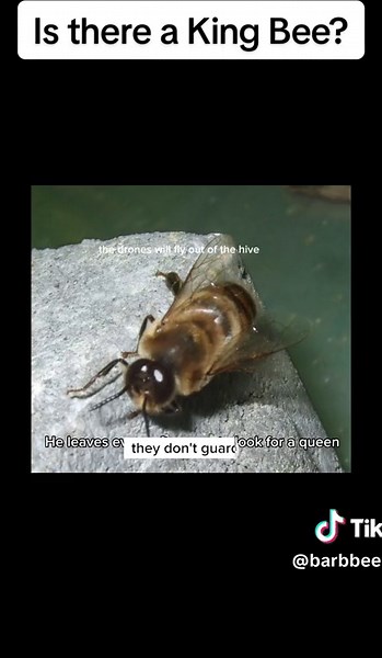 Is there a king bee? A few hundred years ago they did think that the queen was a male and they called her the king bee, but once someone observe the queen laying eggs, they realize that wasn’t true, and that she was indeed female #kingbee #queenbee #funbeefacts #themaledronebee #3typesofbees