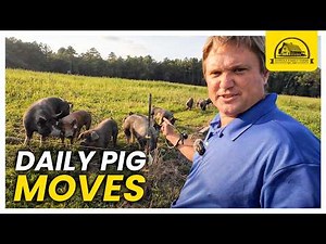 The Secret to Easy, Daily Pastured Pig Moves