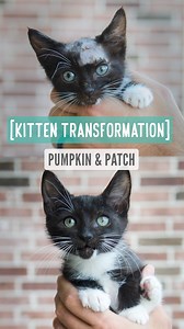 Kitten Transformation – Pumpkin & Patch 3 weeks in a flash! Patch’s head injury is completely healed, and his head is full of beautiful jet-black fur! He was pretty timid and used to hide from my husband. He’s much more comfortable being held and even purrs when he holds him. Pumpkin’s eye infection and upper respiratory infection are cleared, and he doesn’t look “sad” anymore. We are wondering if he has some Maine Coon in him. He is one affectionate kitty, but he’s still getting used to being h