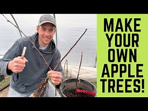 Making Your Own Apple Trees: A Detailed Beginner's Guide to Grafting
