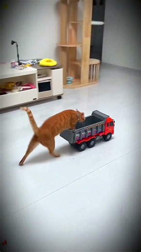 🐈#cat #minnie #funny