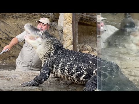 Alligator Feeding GONE EXTREME 🐊