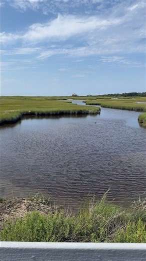 A Little More of the Shining Sea Bikeway | 10.7 Miles Through Cape Cod #shorts #travel