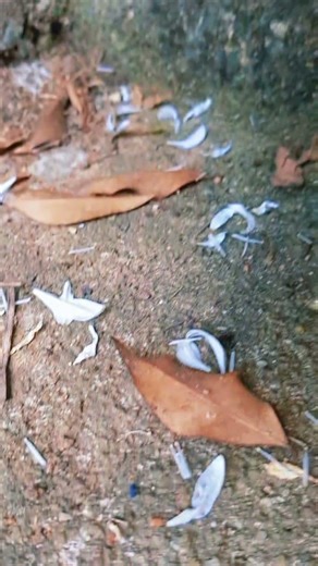 atariya three #foryou #youtube #subscribe #environment