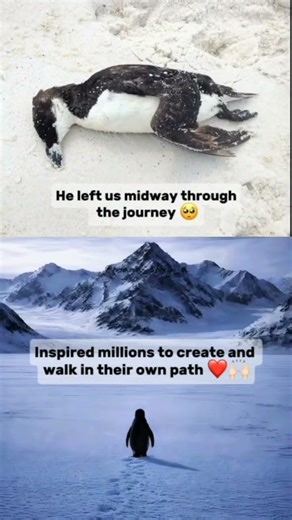 PENGUIN .. Inspired million of people's to create their own path 💯 Thank youuuu and do Subscribe 🤗
