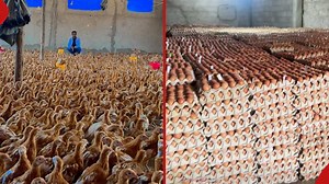 Lucrative market: Poultry farmer shares 7 advantages of chicken farming
