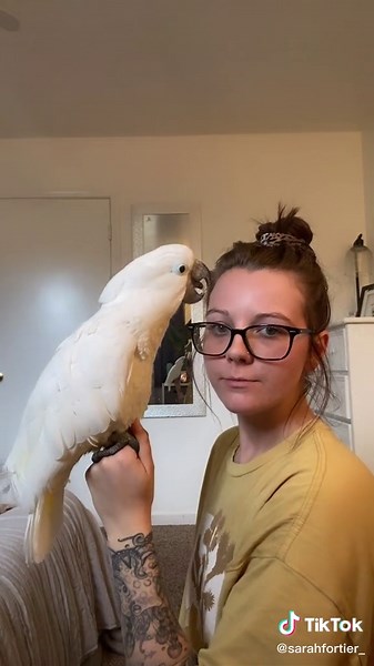 Screaming Cockatoo: A Day in the Life of a Pet