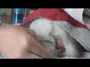 Bot Fly On Rabbit In Rome GA USA