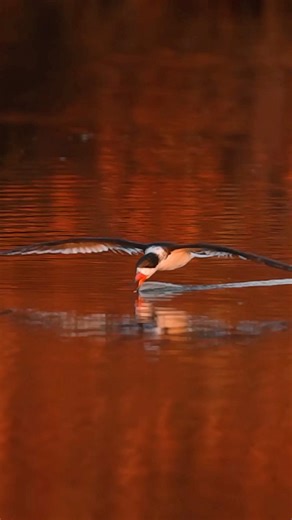 Stunning Slow Motion Black Skimmer Cuts Through a Fiery Sunrise