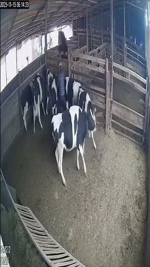 “A Bear Attacks the Cowshed 🐻🐄💥 (Caught on Camera)”