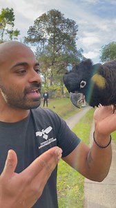 3.2K views · 443 reactions | Omg!! This is the oldest Cockatoo I have ever trained for free flight. He is living his best years in retirement 勞朗❤️ #50yearsold . . . #cockatoo #parrot #parrots #bird #birds | Feathered Friends | Facebook