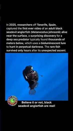 Scientists Film Rare Black Seadevil Anglerfish Alive for the First Time 📸