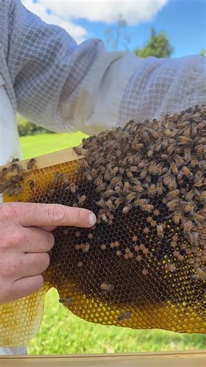 68K views · 1.4K reactions | Watch as this fluffy little baby bee emerges from it's cell 殺 Did you know, the first task for a newly-emerged worker bee is to clean her own cell? #beefact #BeeEducation #quickcuts #LiveQandA | Flow Hive | Facebook