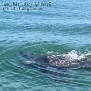 256K views · 5.5K reactions | Amazing video! A leartherback sea turtle, the largest of all living turtles, made an appearance off Kiawah Island yesterday. STORY ---> https://bit.ly/2CWNZpx | WCIV | ABC News 4 | Facebook