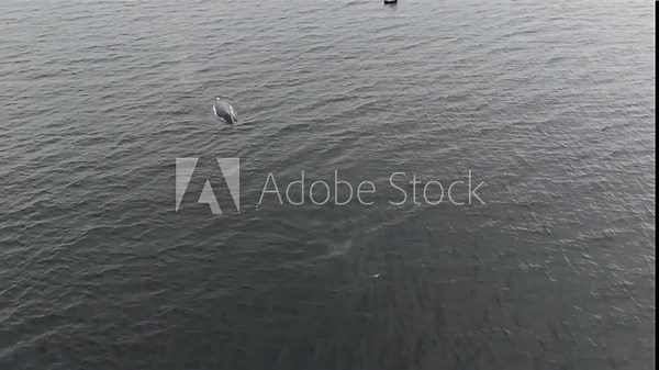 Humpback Whales, Megaptera novaeangliae, travelling in Donegal Bay, Ireland