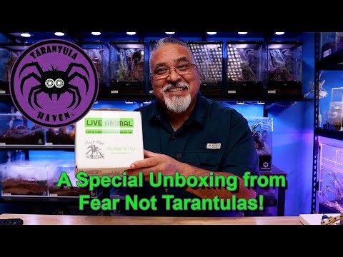A Special Unboxing from Fear Not Tarantulas!