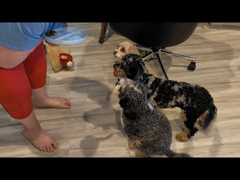 Toddler & Puppies Snack Time: The Great Hot Dog Treat Mission!