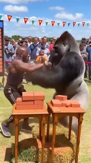 Human Strength Vs Gorilla Strength 🦍💪